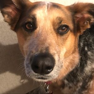 Meet your Posher, Dustin